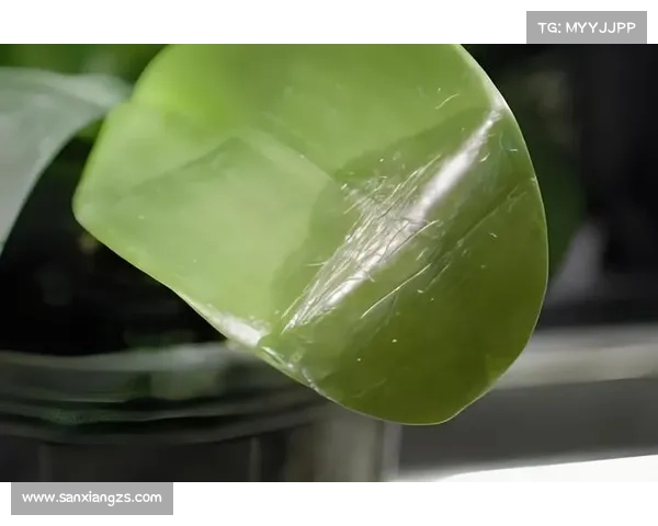 卷帘绿魔再现揭示生态与养护奥秘探索绿植生长与环境调控的完美平衡 卷帘绿魔再现揭示生态与养护奥秘探索绿植生长与环境调控的完美平衡